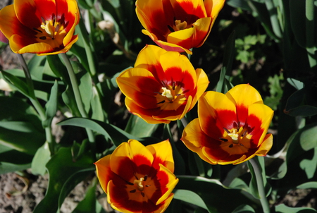 Lovely flowers in the sun. - flowers, special, garden, little, lovely