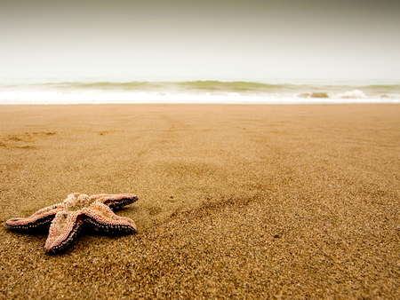 Starfish - beach, strafish, animal, sand, sea