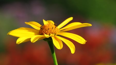 Yellow flower - yellow, summer, red, garden