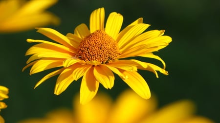 Yellow flower - moment, yellow, my garden, summer