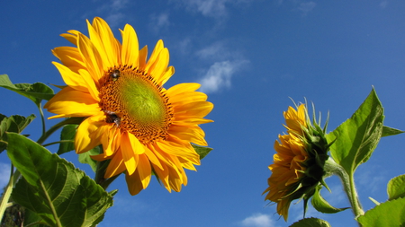 Sunflower - summer, garden, yellow, bluesky