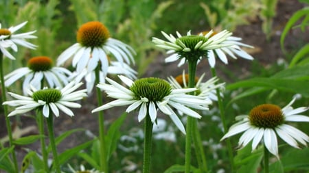 White flower - harvest, echinaforce, green, garden