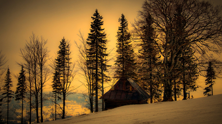 Golden forest - nature, forest, tree, sunset, gold