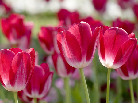 Tulips - tulip, fuschia, flower, petal