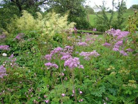 the field - nature, field of flowers, beatiful, flowers, colourful