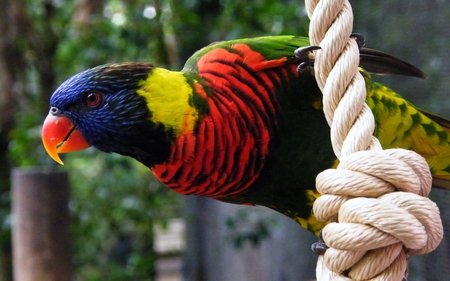 like a rainbow - bird, colorful, animal, tropical, photography, beauty, parrot