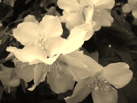 beatiful bloom - nature, beatiful, flowers, vintage look