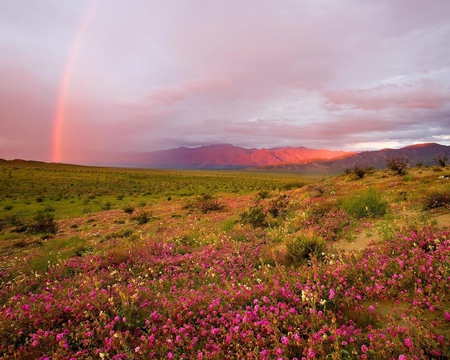 Anza Borrego State Park California - california, sky, rainbow, clouds, flowers, field, nature, mountain