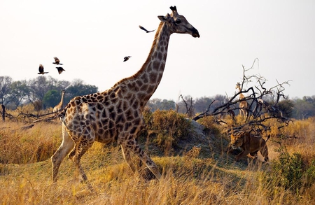 I can see you - nature, sky, animals, giraffes, grass, land