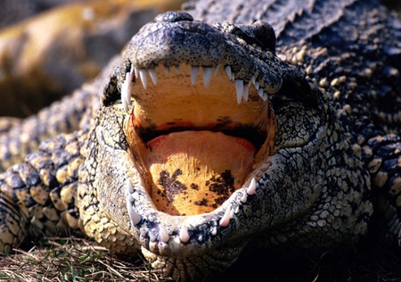 Alligator - beautiful, animals, alligator, other