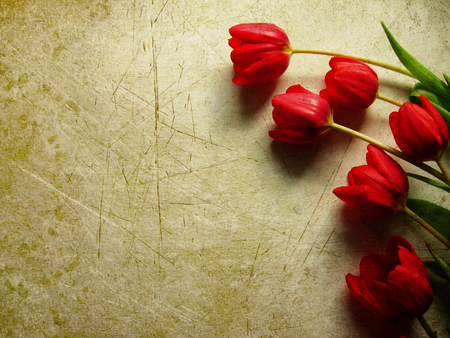 Red tulips - nature, red, tan, tulips, color, tulip, wallpaper, flower