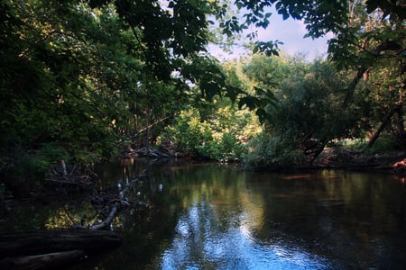 River - forests, nature, rivers, sky