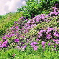 Purple flowers