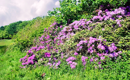 Purple flowers - flowers, nature, purple, green