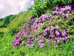 Purple flowers