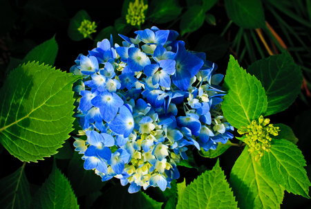 Blue flowers - nature, green, flowers, blue