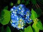 Blue flowers