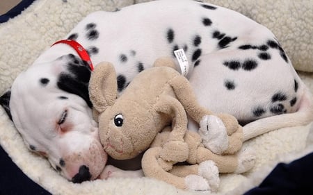 Dalmatian - dalmatian, puppies, dogs, animals