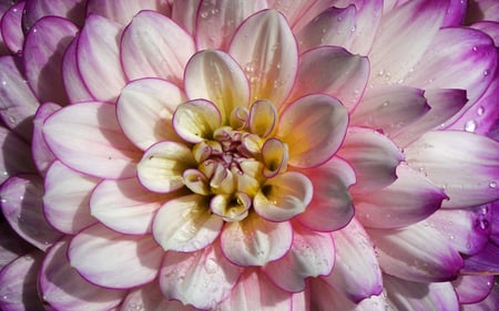 Dahlia - flowers, nature, pink, dahlia