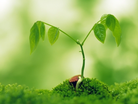 Bud plant - plant, life, nature, bud, green