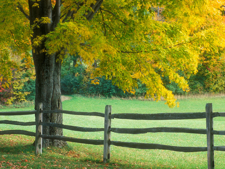 Fence - fence, life, tree, green, grass