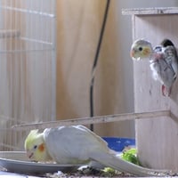 cockatiels