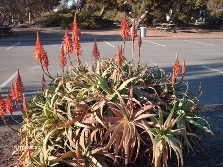 blooming aloe - bloom, flowers, park, aloe