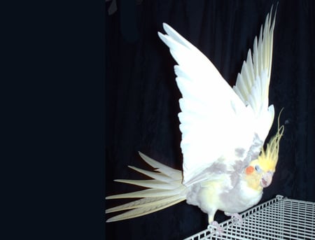 Loco - cockatiel, bird, cockatoo, pet