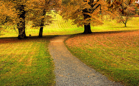 bright autumn day - fall, trees, nature, yellow, autumn, beauty, orange, leaves