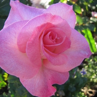 pink rose