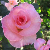 pink rose