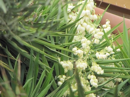 palm bloom - white flower, tropical, summer flower, palm bloom