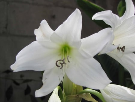 lily - white beauty, white flower, white lily, garden flower