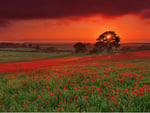 Red flower field