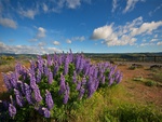 PURPLE LUPINES