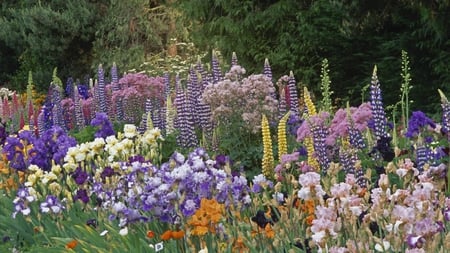 IRIS AND LUPINES - garden, flower, lupines, iris