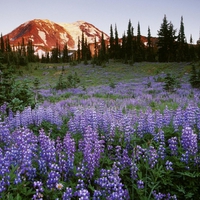 LUPINES IN THE  ADAMS MOUNTAINS