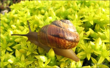 snail on yellow flowers - animals, flowers, snail, yellow, nature