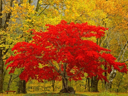 Red autumn tree - tree, autumn, forest, red