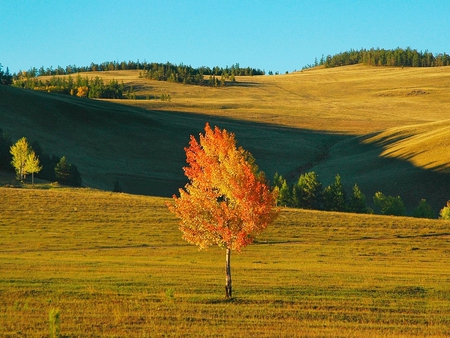 Autumn tree - field, tree, nature, autumn