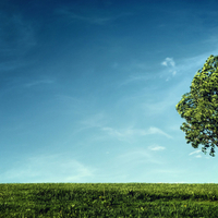 Lonely tree in field