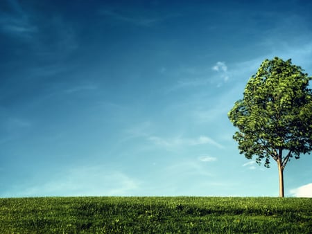 Lonely tree in field - field, tree, nature, grass