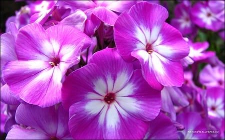 violet-phlox - flowers, blossoms, violet, nature