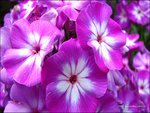 violet-phlox