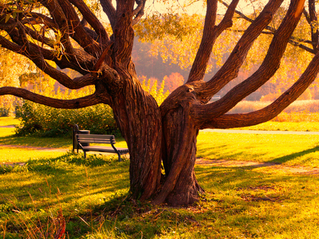 Exotic tree - bench, trunk, tree, nature, sunrise, grass