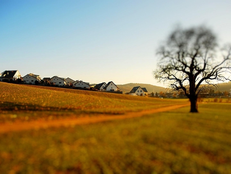 Field - field, path, tree, nature