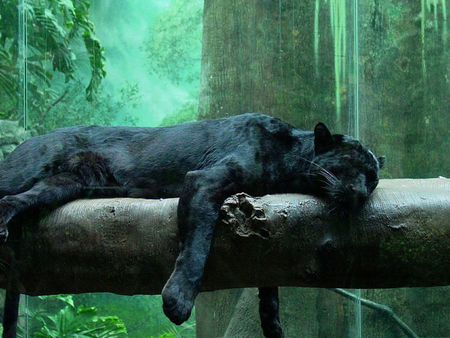 Sleeping Panter - panter, sleep, sleeping, cat