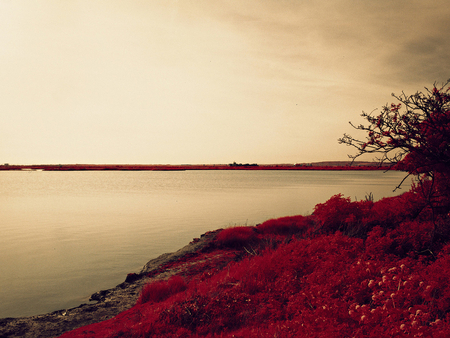 Lakeside field - field, lake, flower, nature