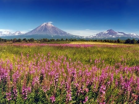 Flower field - field, flower, nature, mountain