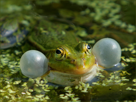 Kokak - bubbles, frogs, greeny, animals